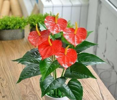 红掌花怎么养护
