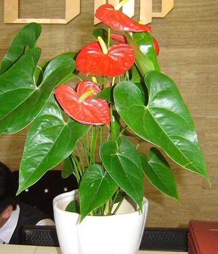 红掌花怎么养护