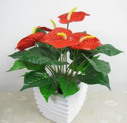 红掌花怎么养护