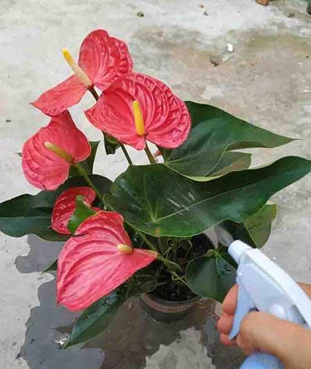 红掌花怎么养护