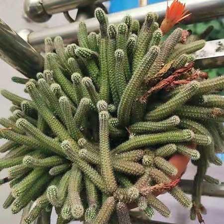 好养花卉