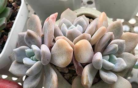 好养花卉