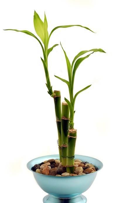 水里能养什么植物
