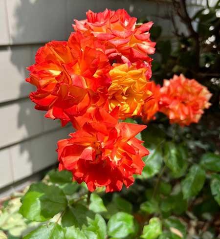 室外容易养活的花和植物