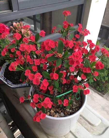 室外容易养活的花和植物