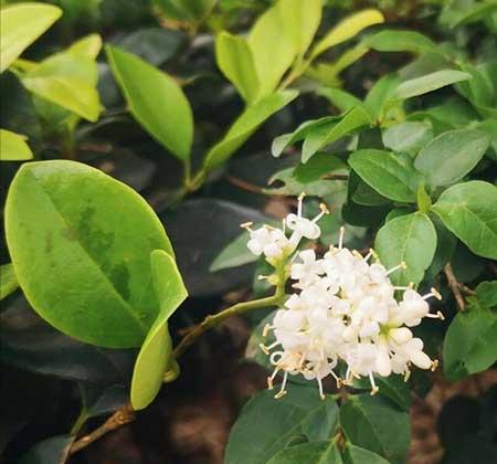 适合走廊养的花