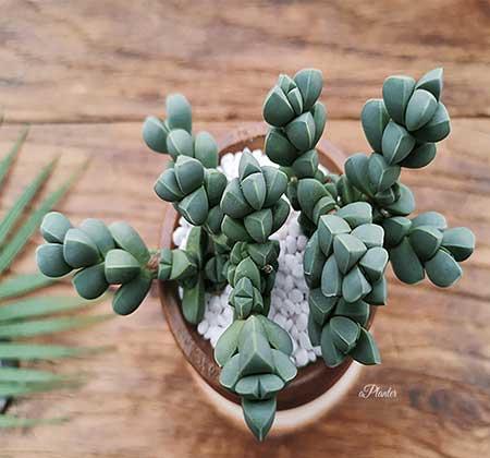 适合桌面养的花