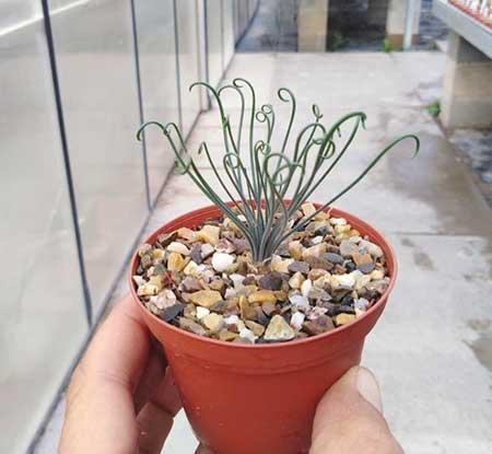 适合养在宿舍的花