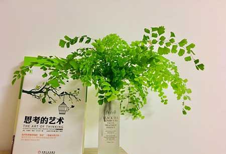 适合养室内的绿植
