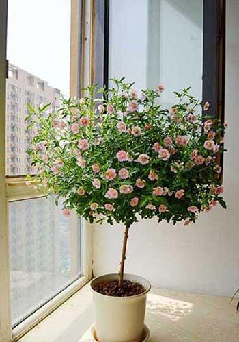 适合南向阳台养的花