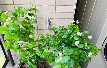 适合南向阳台养的花
