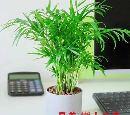 适合家养的绿植有哪些