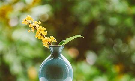 能养一辈子的花