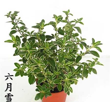 六月雪植物怎么养