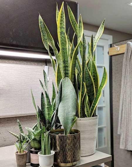 家庭养的绿植有哪些