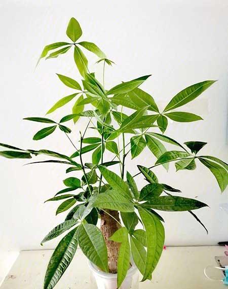 家庭养的绿植有哪些