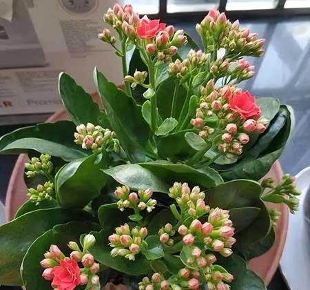 不怕浇水的好养活的植物