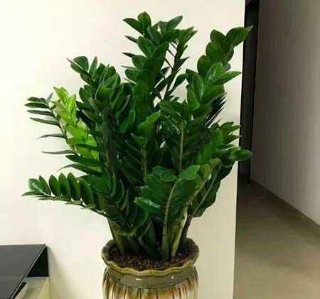 办公室养什么花比较好