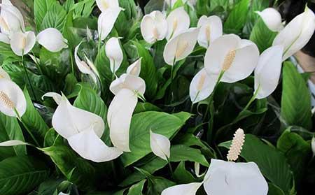 白掌花适合养在家里吗