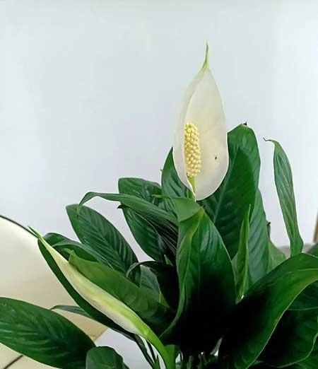 白掌花适合养在家里吗