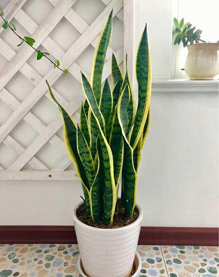 属蛇的养什么植物好