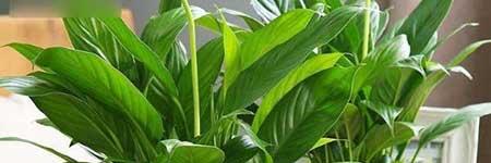 室内绿植养护标准