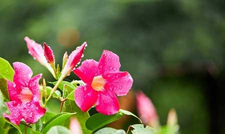 适合养阳台垂下来的花