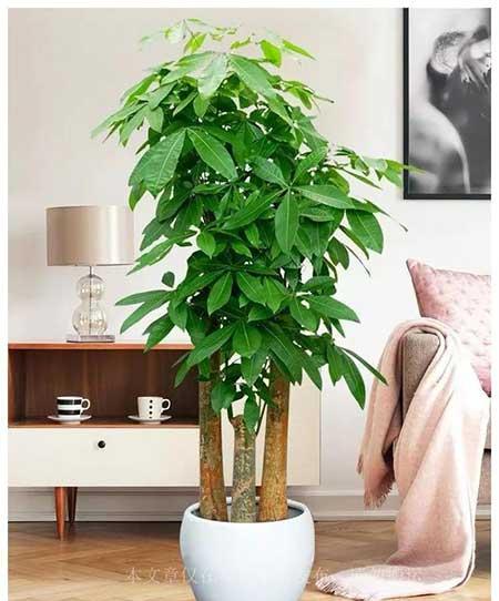 适合客厅养的大型绿植有哪些