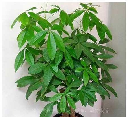 适合客厅养的大型绿植有哪些