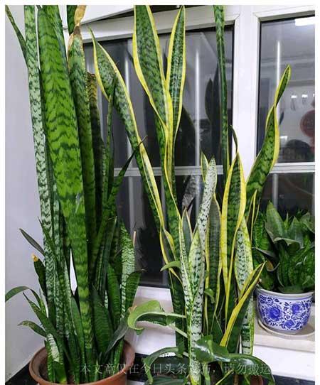 适合客厅养的大型绿植有哪些