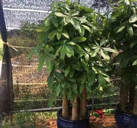 十大难养的花有哪些