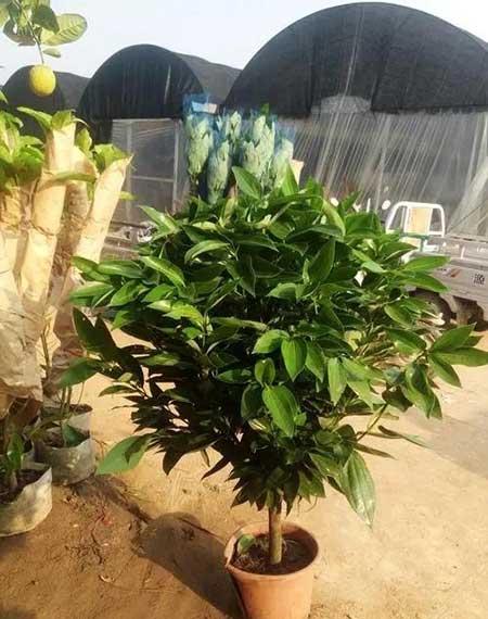 十大难养的花有哪些