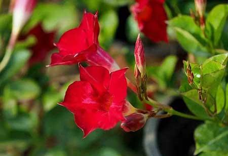 飘香花怎么养护
