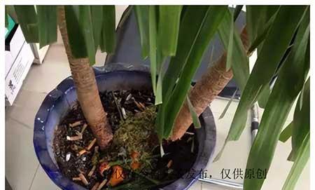 家庭植物养护