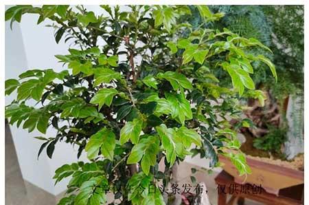家庭植物养护