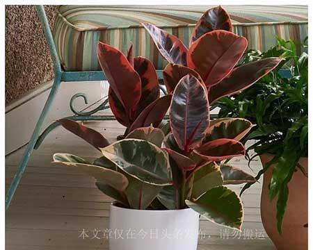 家里适合养的大型绿植