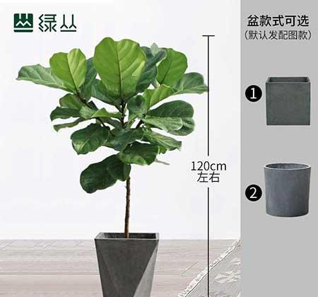 花卉租赁合同简单版