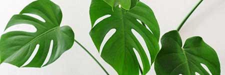 花卉龟背竹养殖方法