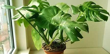 花卉龟背竹养殖方法