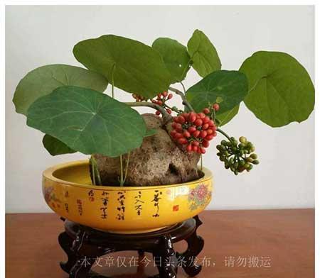 养不死的室内绿植