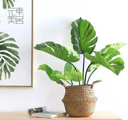 夏天室内适合养什么绿植