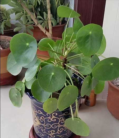 夏天室内适合养什么绿植