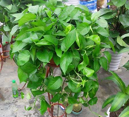 夏天室内适合养什么绿植