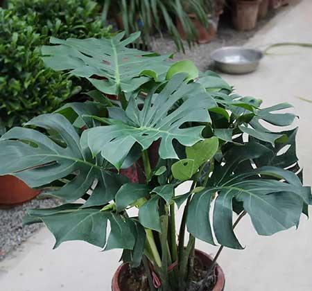 夏天室内适合养什么绿植