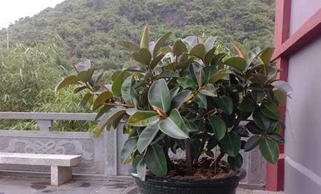 夏天室内适合养什么绿植