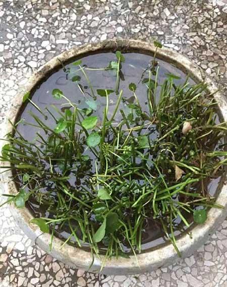 天使绿植的养殖方法