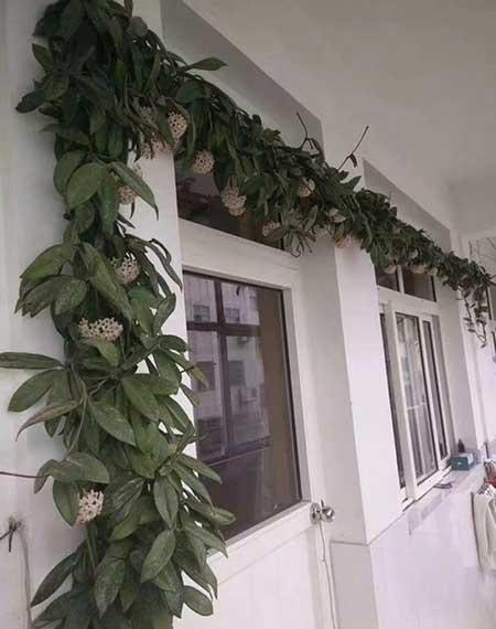 天使绿植的养殖方法