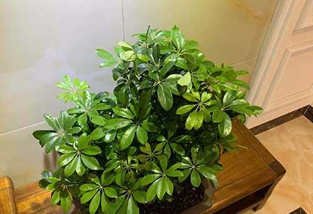 室内养大型绿植