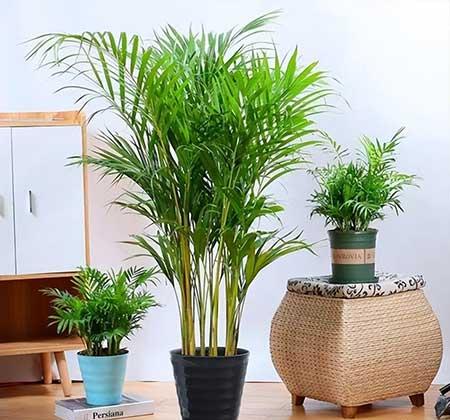室内养大型绿植