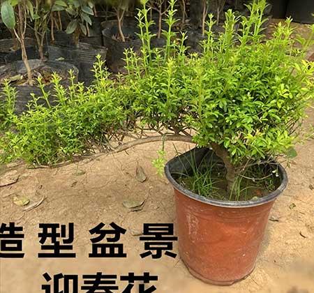 适合户外养的花